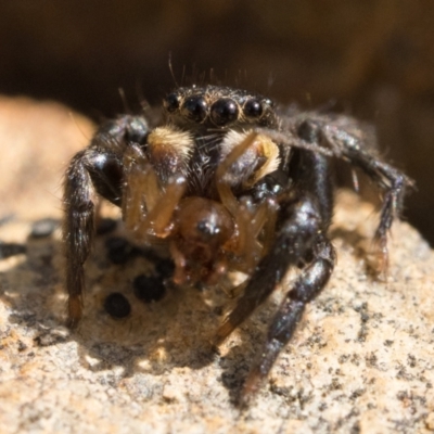 Maratus griseus (Jumping spider) at Sherwood Forest - 1 Oct 2022 by patrickcox