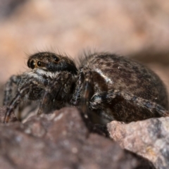 Maratus griseus at Coree, ACT - 2 Oct 2022