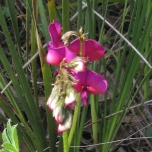 Swainsona sericea at Hawker, ACT - 2 Oct 2022