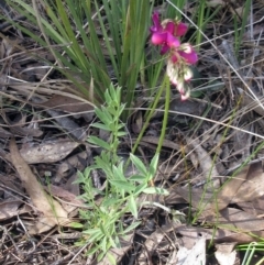 Swainsona sericea at Hawker, ACT - 2 Oct 2022 02:56 PM