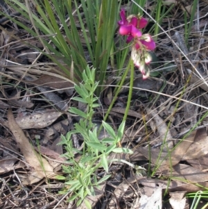 Swainsona sericea at Hawker, ACT - 2 Oct 2022