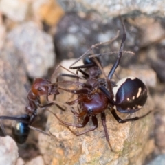 Habronestes bradleyi (Bradley's Ant-Eating Spider) at Coree, ACT - 1 Oct 2022 by patrickcox