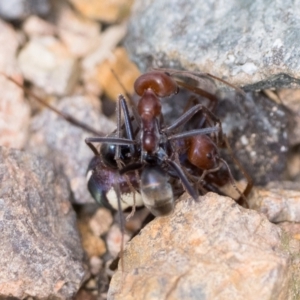 Habronestes bradleyi at Coree, ACT - 2 Oct 2022 10:00 AM