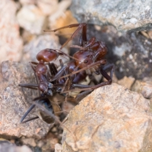 Habronestes bradleyi at Coree, ACT - 2 Oct 2022