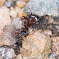 Habronestes bradleyi at Coree, ACT - 2 Oct 2022 10:00 AM