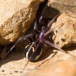 Habronestes bradleyi at Coree, ACT - 2 Oct 2022 10:00 AM