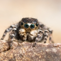Unidentified Jumping & peacock spider (Salticidae) (TBC) at Coree, ACT - 1 Oct 2022 by patrickcox