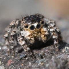 Euophryinae sp. (Rockhopper) undescribed at Coree, ACT - 2 Oct 2022