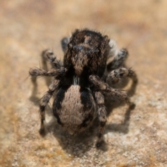 Euophryinae sp. (Rockhopper) undescribed at Coree, ACT - 2 Oct 2022 10:00 AM