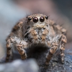 Euophryinae sp. (Rockhopper) undescribed at Coree, ACT - 2 Oct 2022