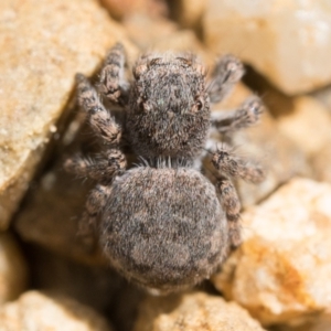 Euophryinae sp. (Rockhopper) undescribed at Coree, ACT - 2 Oct 2022