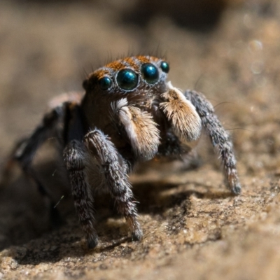 Maratus plumosus (Plumed Peacock Spider) at Coree, ACT - 1 Oct 2022 by patrickcox