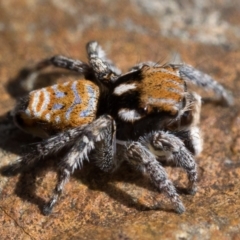 Maratus plumosus at Coree, ACT - 2 Oct 2022 10:00 AM