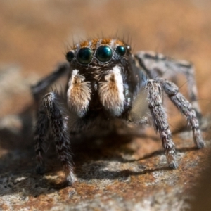 Maratus plumosus at Coree, ACT - 2 Oct 2022 10:00 AM