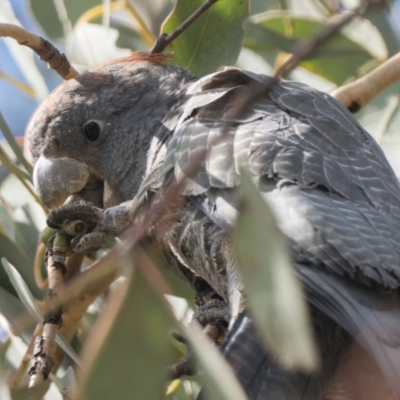 Callocephalon fimbriatum (Gang-gang Cockatoo) at Coree, ACT - 2 Oct 2022 by patrickcox
