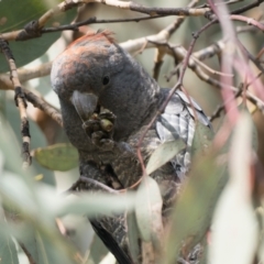 Callocephalon fimbriatum at Coree, ACT - 2 Oct 2022