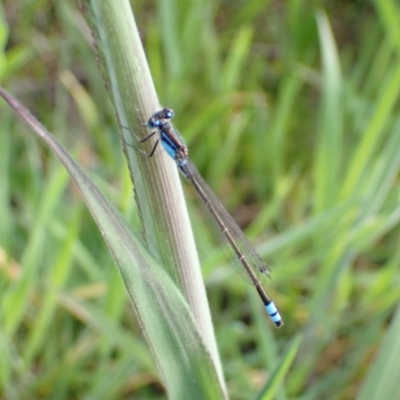 Ischnura heterosticta (Common Bluetail Damselfly) at Murrumbateman, NSW - 2 Oct 2022 by SimoneC