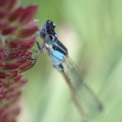 Ischnura heterosticta at Murrumbateman, NSW - 2 Oct 2022