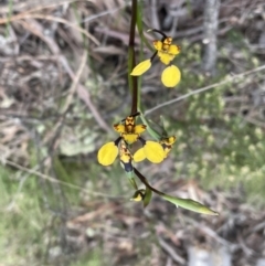 Diuris pardina (Leopard Doubletail) at Sutton, NSW - 2 Oct 2022 by JVR