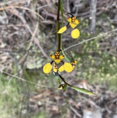 Diuris pardina (Leopard Doubletail) at Sutton, NSW - 2 Oct 2022 by JVR