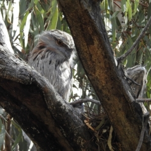 Podargus strigoides at Kambah, ACT - 2 Oct 2022 02:42 PM