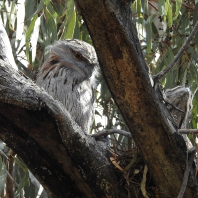 Podargus strigoides (Tawny Frogmouth) at Kambah, ACT - 2 Oct 2022 by HelenCross