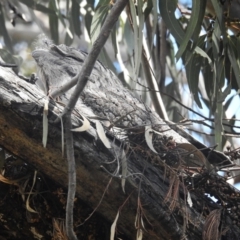 Podargus strigoides at Kambah, ACT - 2 Oct 2022 02:42 PM