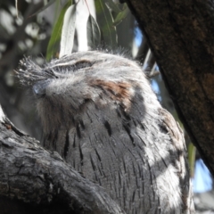 Podargus strigoides at Kambah, ACT - 2 Oct 2022 02:42 PM