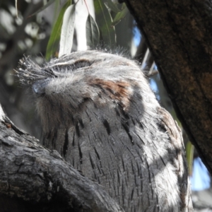 Podargus strigoides at Kambah, ACT - 2 Oct 2022