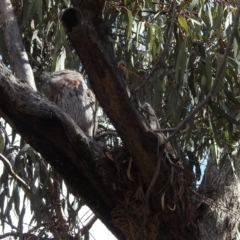 Podargus strigoides at Kambah, ACT - 2 Oct 2022 02:42 PM