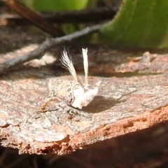 Platybrachys sp. (genus) (A gum hopper) at Kambah, ACT - 2 Oct 2022 by HelenCross