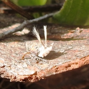 Platybrachys sp. (genus) at Kambah, ACT - 2 Oct 2022