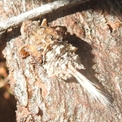 Platybrachys sp. (genus) at Kambah, ACT - 2 Oct 2022