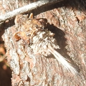 Platybrachys sp. (genus) at Kambah, ACT - 2 Oct 2022 03:08 PM