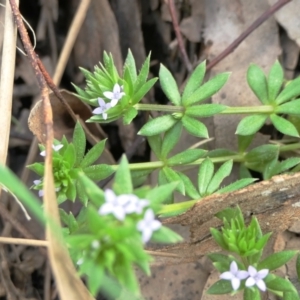 Sherardia arvensis at Yass River, NSW - 2 Oct 2022