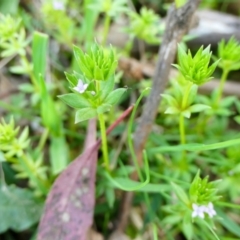 Sherardia arvensis at Yass River, NSW - 2 Oct 2022