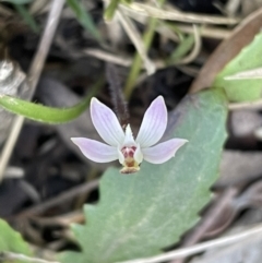 Caladenia fuscata (Dusky Fingers) at Bruce, ACT - 2 Oct 2022 by JVR