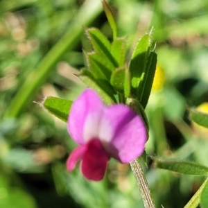 Vicia sativa subsp. nigra at Surfside, NSW - 2 Oct 2022