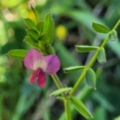 Vicia sativa subsp. nigra at Surfside, NSW - 2 Oct 2022 03:28 PM