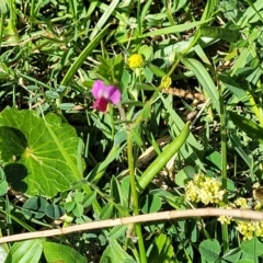 Vicia sativa subsp. nigra at Surfside, NSW - 2 Oct 2022 03:28 PM