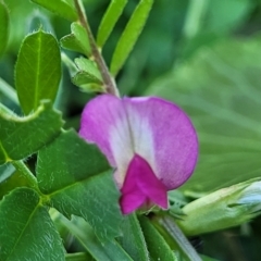 Vicia sativa subsp. nigra at Surfside, NSW - 2 Oct 2022