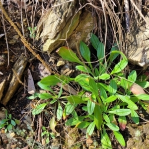 Plantago hispida at Surfside, NSW - 2 Oct 2022