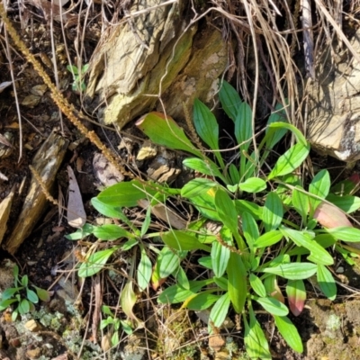 Plantago hispida (Hairy Plantain) at Batemans Marine Park - 2 Oct 2022 by trevorpreston