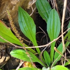 Plantago hispida at Surfside, NSW - 2 Oct 2022