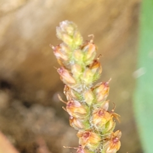 Plantago hispida at Surfside, NSW - 2 Oct 2022