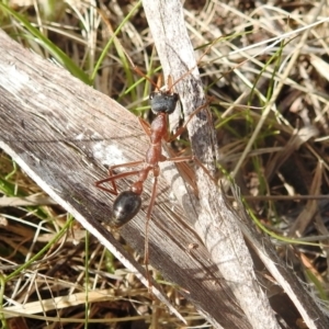 Myrmecia nigriceps at Kambah, ACT - 2 Oct 2022 03:03 PM