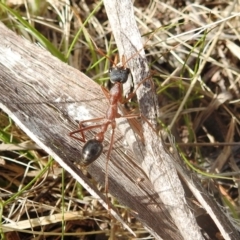 Myrmecia sp. (genus) (Bull ant or Jack Jumper) at Kambah, ACT - 2 Oct 2022 by HelenCross