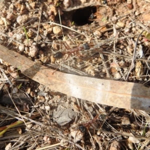 Myrmecia nigriceps at Kambah, ACT - 2 Oct 2022