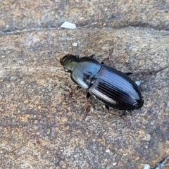 Unverified Darkling beetle (Tenebrionidae) at Surfside, NSW - 2 Oct 2022 by trevorpreston