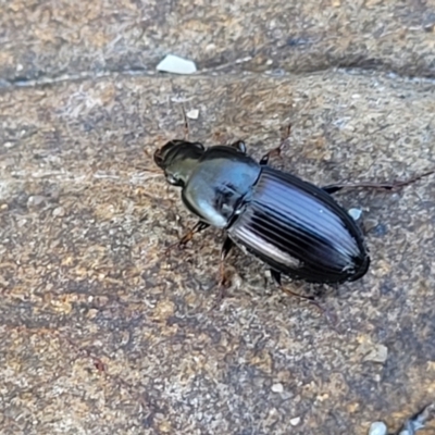 Unidentified Darkling beetle (Tenebrionidae) at Surfside, NSW - 2 Oct 2022 by trevorpreston